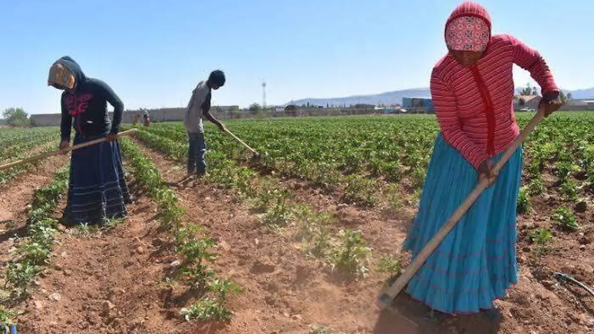 trabajo rural